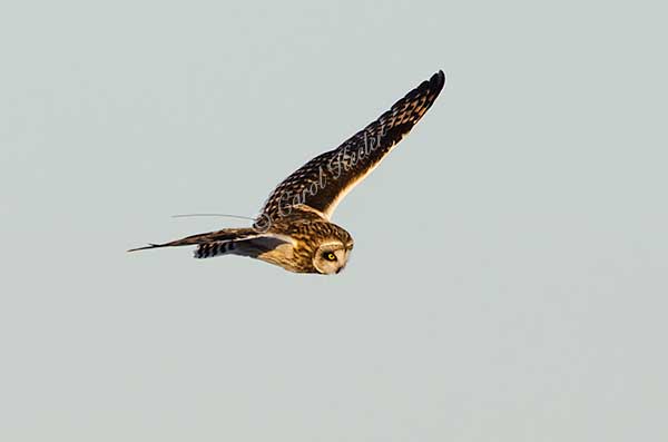 Short Ear Owl Looking for Voles 