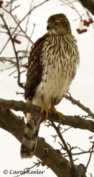 Coopers Hawk