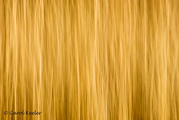 Grass Abstract