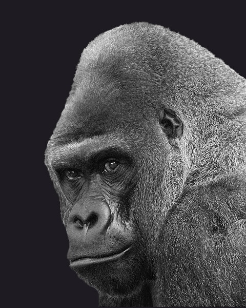 WEST AFRICAN LOWLAND GORILLA   (B&W)