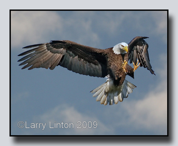 AMERICAN BALD EAGLE IMG_0001