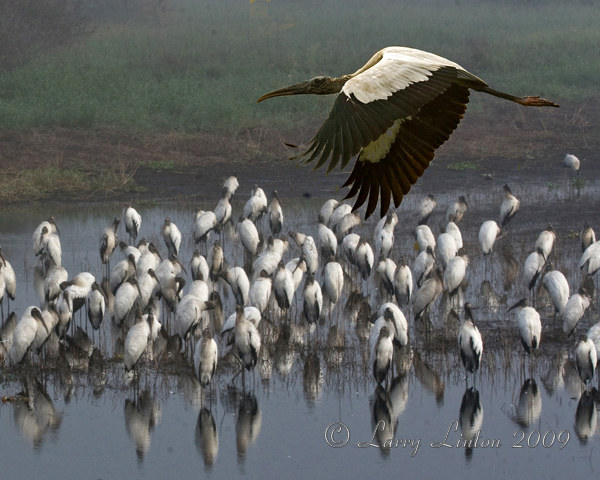WOOD STORKS IMG_0004 (c)