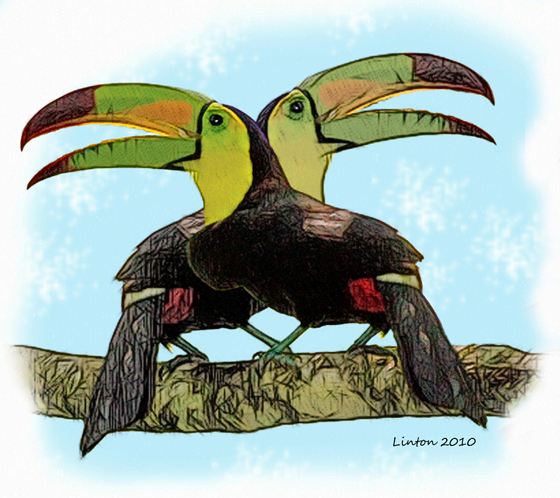 KEEL-BILLED TOUCANS  IMG_3990