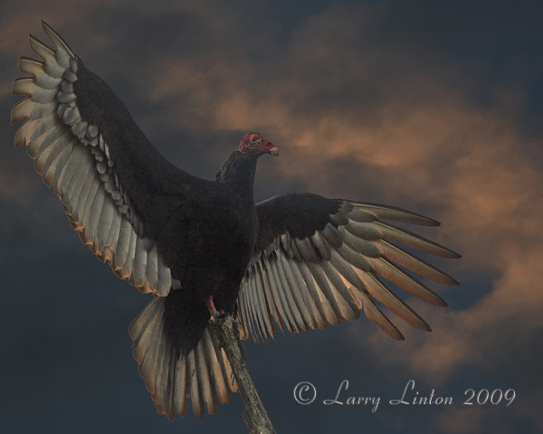 TURKEY VULTURE (c)
