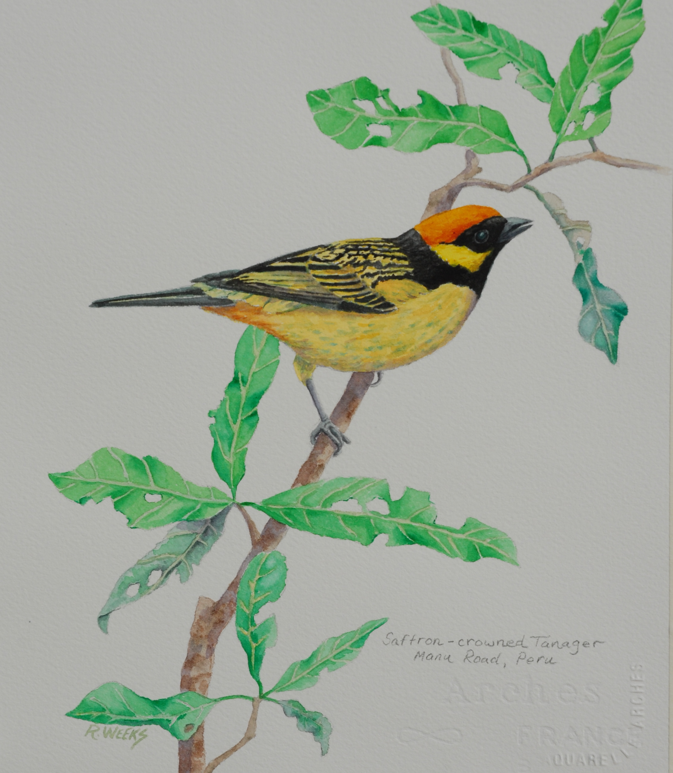 Saffron-crowned Tanager