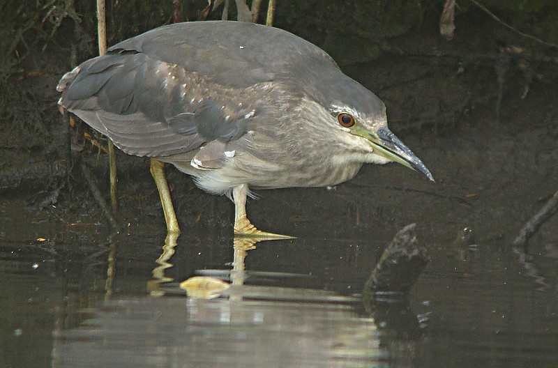 Kwak / Black-crowned Night Heron