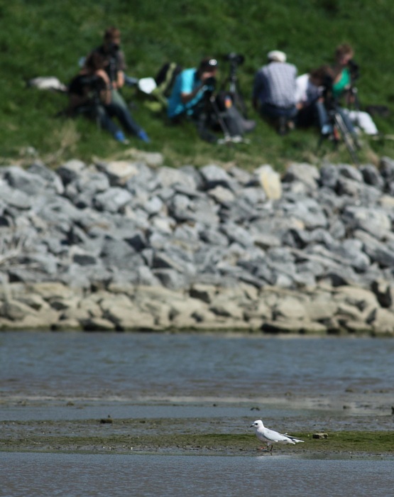 Ross Meeuw / Ross Gull