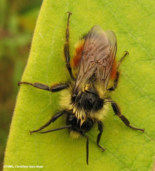 Red-banded bumblebee (<em>Bombus ternarius</em>)