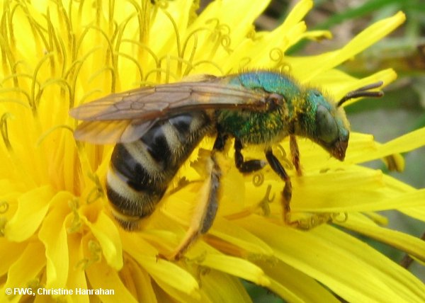 Sweat bee (<em>Agapostemon</em> sp.)