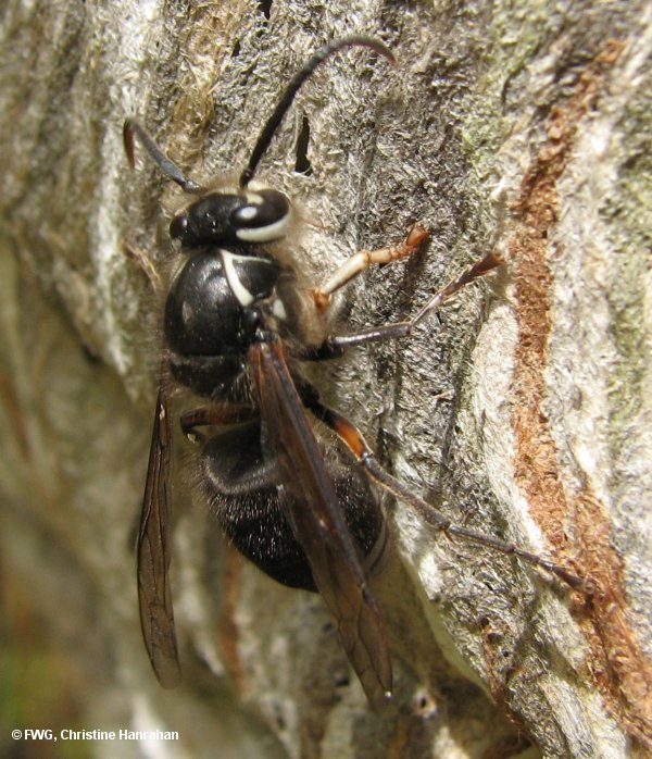 Bald-faced hornet (<em>Dolichovespula maculata</em>)