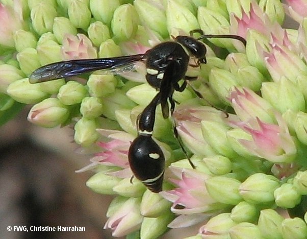 Potter wasp (<em>Eumenes</em> sp.)