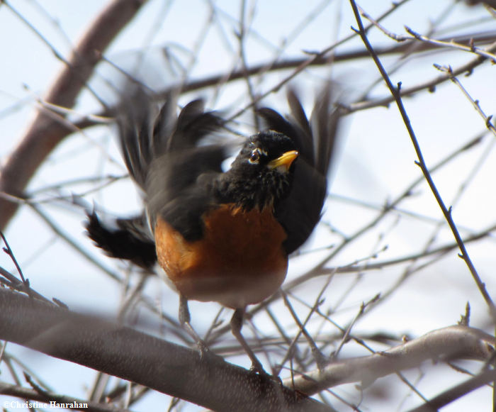 Robin ballet