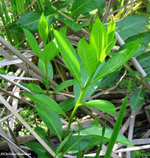 Water willow   (<em>Decodon verticillatus</em>) leaves