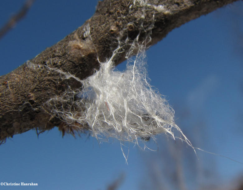 Insect cocoon