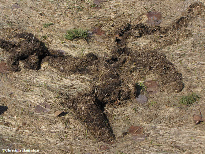 Vole tunnels
