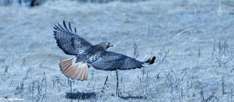 Red-tailed hawk