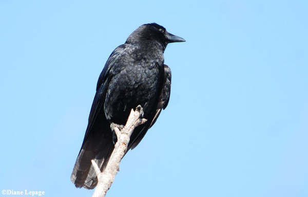 American Crow