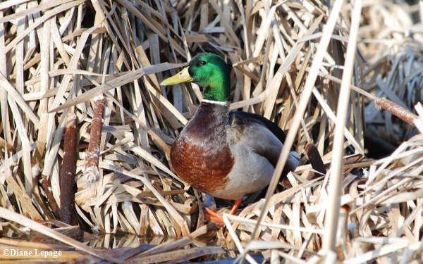 Mallard, male
