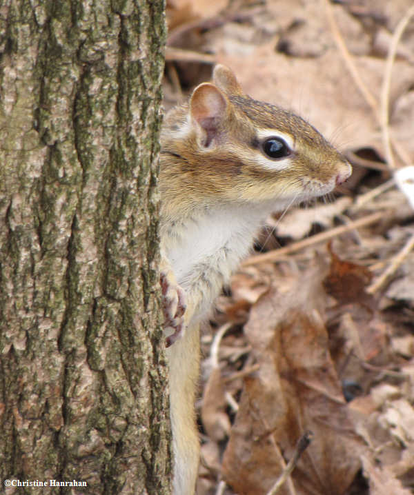 Chipmunk