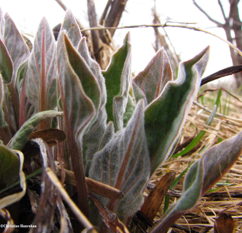 Comfrey (Symphytum officinale)