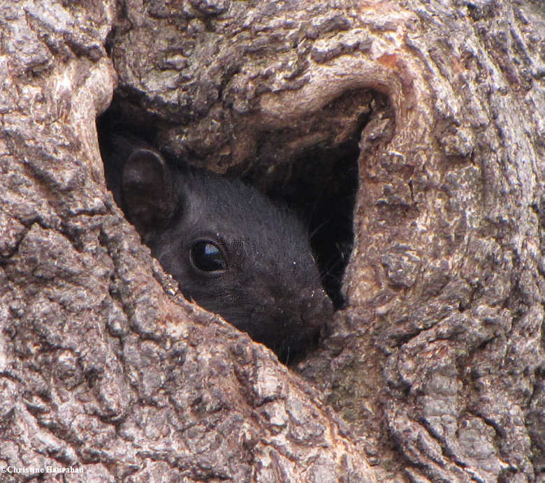 Black squirrel