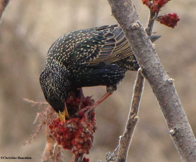 Starling on sumac