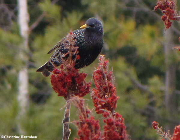 Starling on sumac