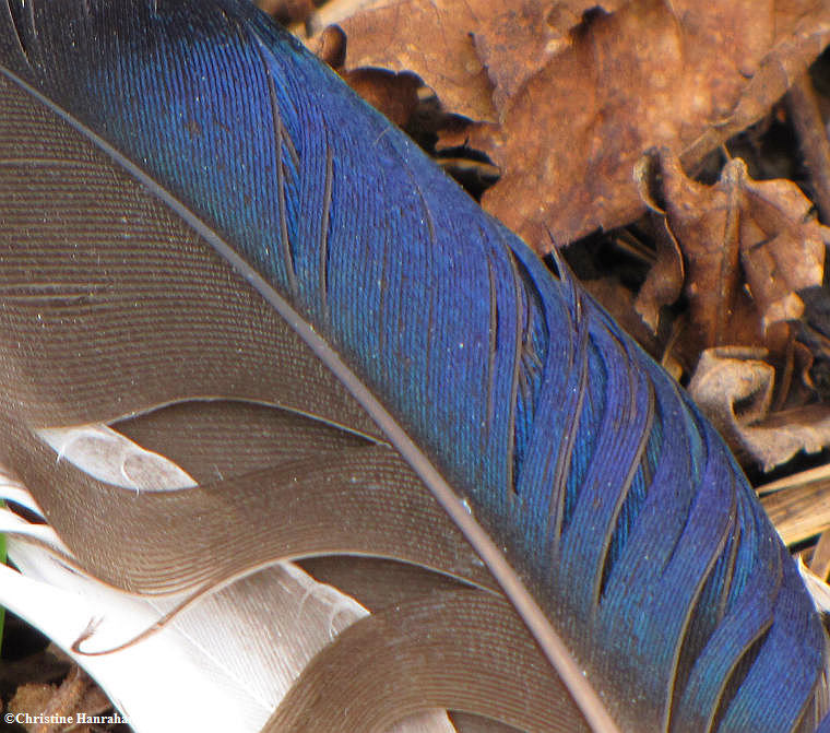 Mallard feather