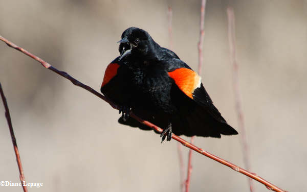 Red-winged blackbird