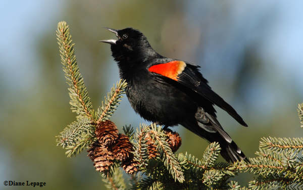 Red-winged blackbird