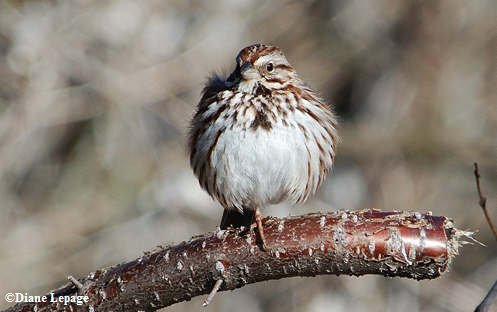 Song sparrow
