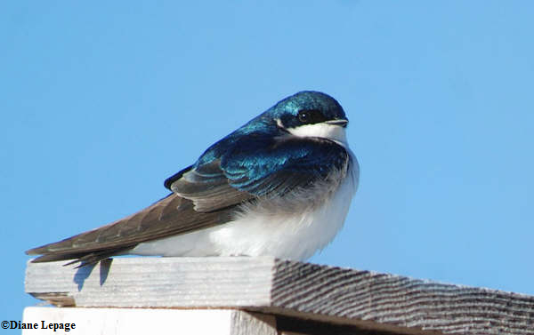 Tree Swallow