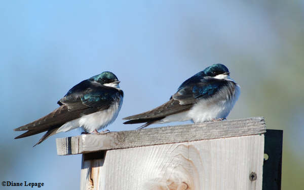 Tree Swallow