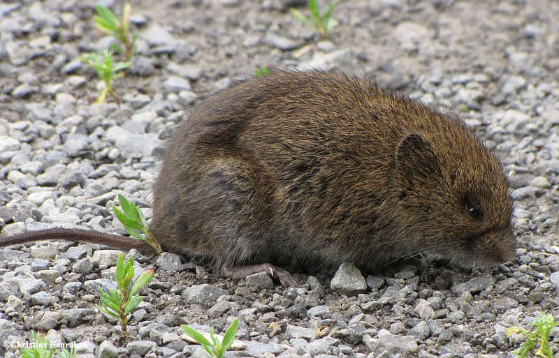 Meadow vole  (Microtus pennsylvanicus)