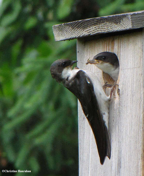 Tree swallows