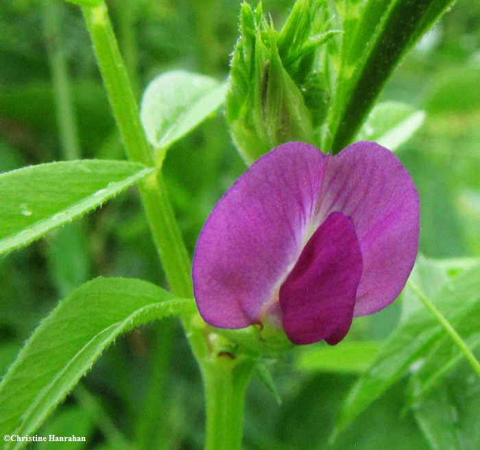 Sweet pea (Lathyrus sp.)