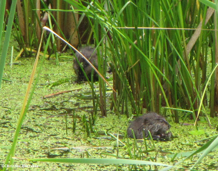 Muskrats in the Pond