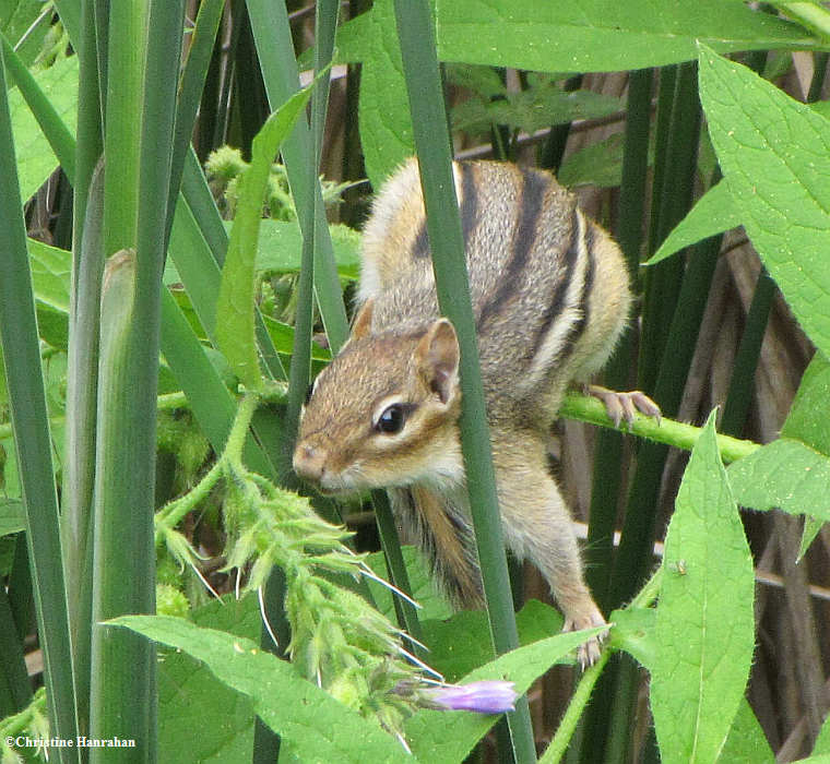 Chipmunk eating comfrey seeds
