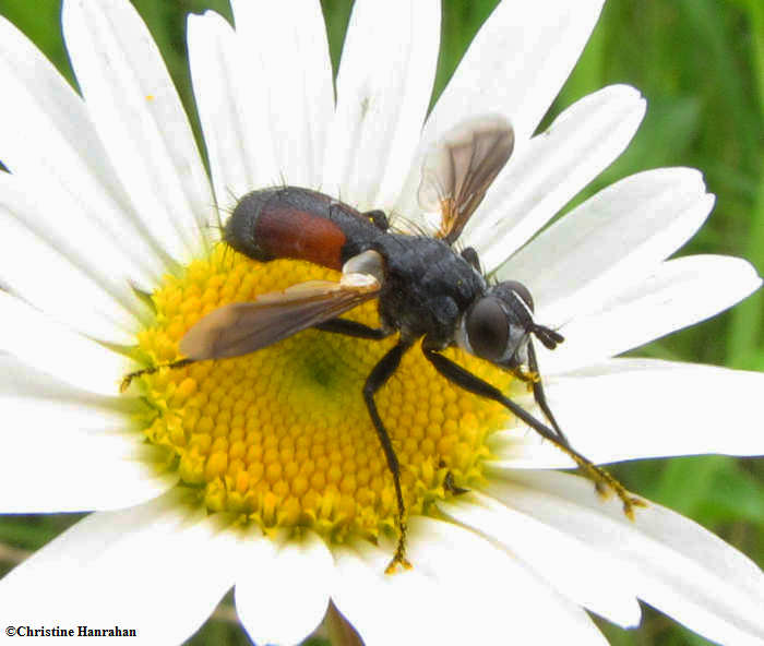 Tachinid fly  (<em>Cylindromyia</em> sp.)