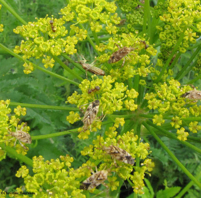 Plant bugs (Neurocolpus sp.) on wild parsnip