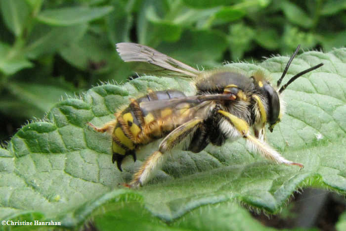 Wool carder bee (Anthidium manicatum)