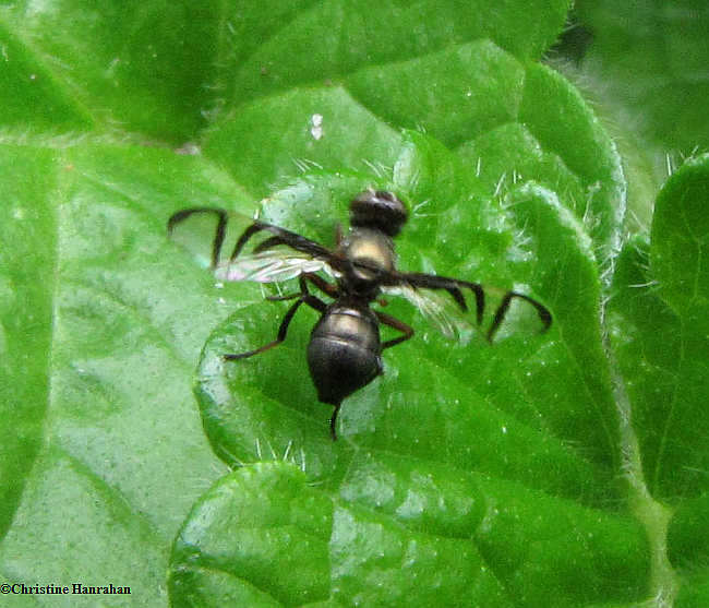 Fly:  Rivellia sp.
