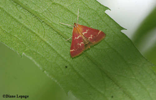 Raspberry pyrausta (Pyrausta signatalis), #5034