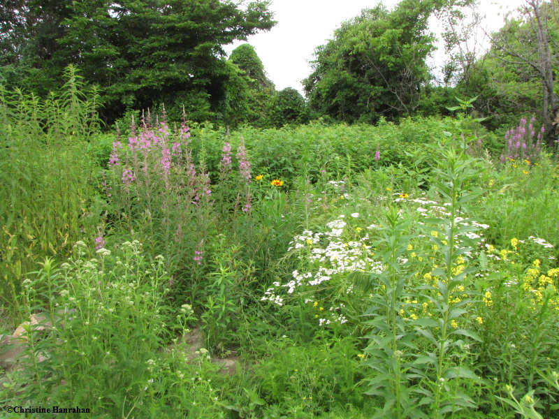 Butterfly meadow