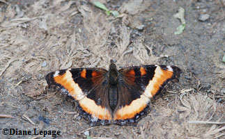 Milbert's Tortoiseshell butterfly (Nymphalis milberti)