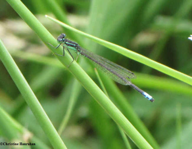 Eastern forktail,  male