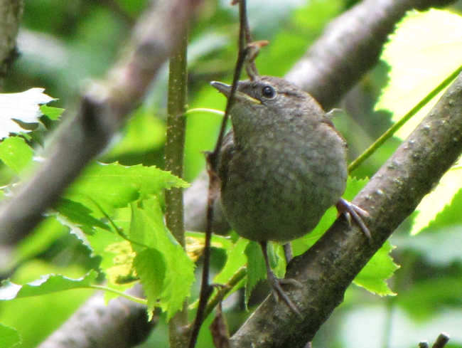 House wren fledged young