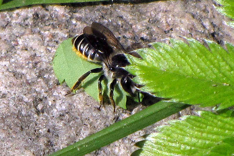 Leafcutter bee  (Megachilid sp) with piece of leaf
