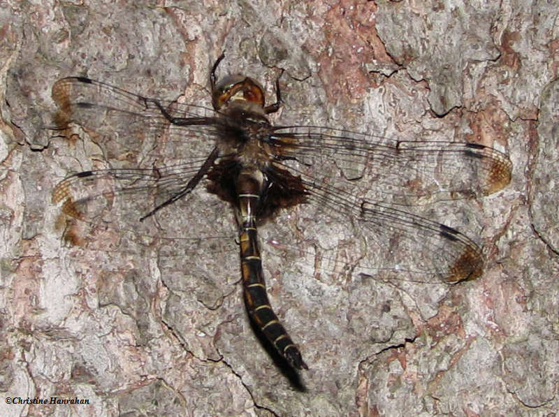 Prince Baskettail (<em>Epitheca princeps</em>)