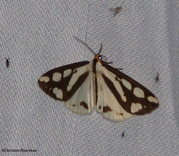 Reversed haploa moth (Haploa reversa), #8109